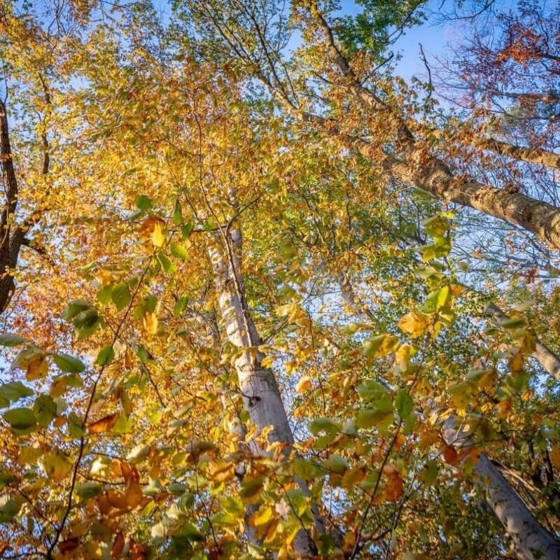 Podzimní stromy v Bažantnici v Lázních Bělohrad Podzimní stromy v Bažantnici v Lázních Bělohrad